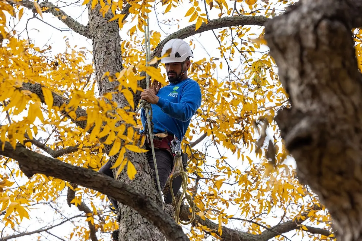 Skilled Tree Pruning crew working in Isonville