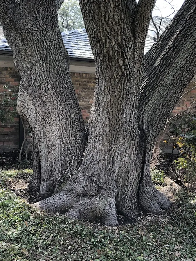 Mature heritage tree close to a Isonville property cared for by certified arborists